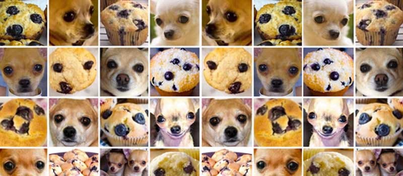 Grid of images showing chihuahuas and blueberry muffins that look similar